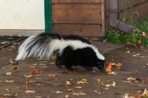 Skunk in your yard