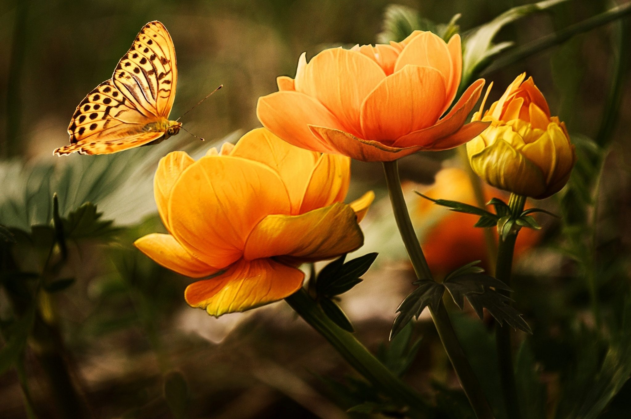 Learn how to create a small-scale butterfly garden in your backyard!
