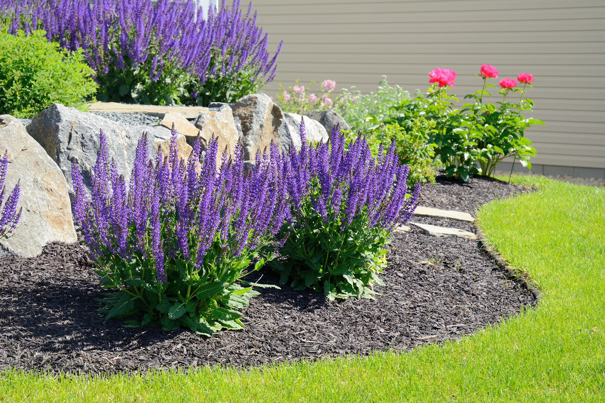 Learn the essential steps to planting perennials. 