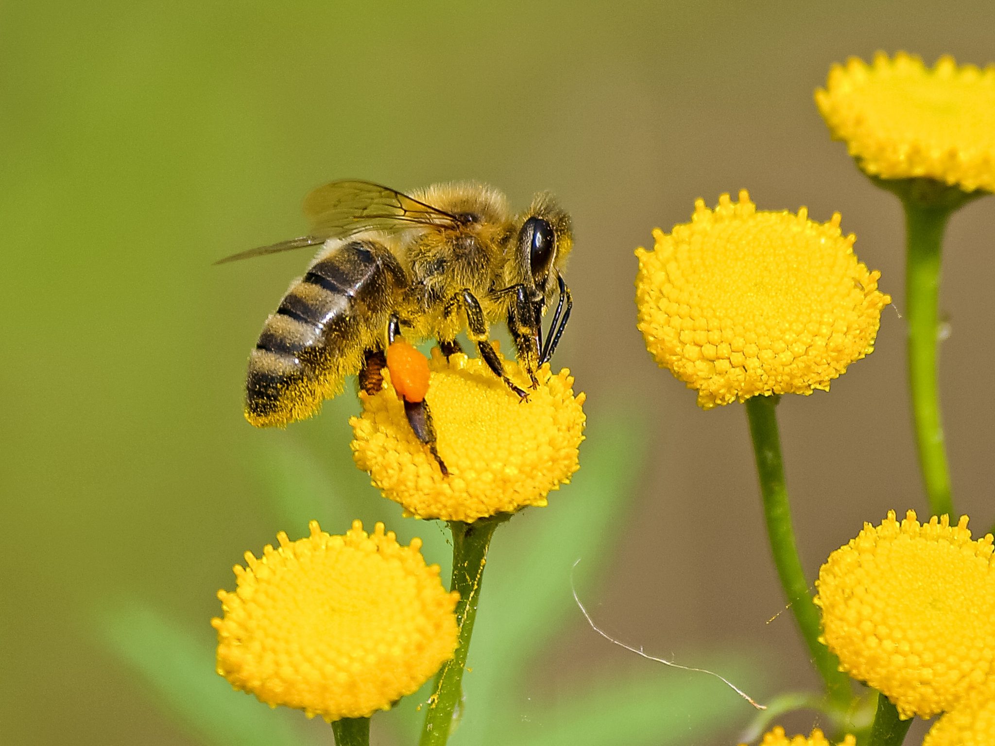 Learn why bees and the pollination process is so important!