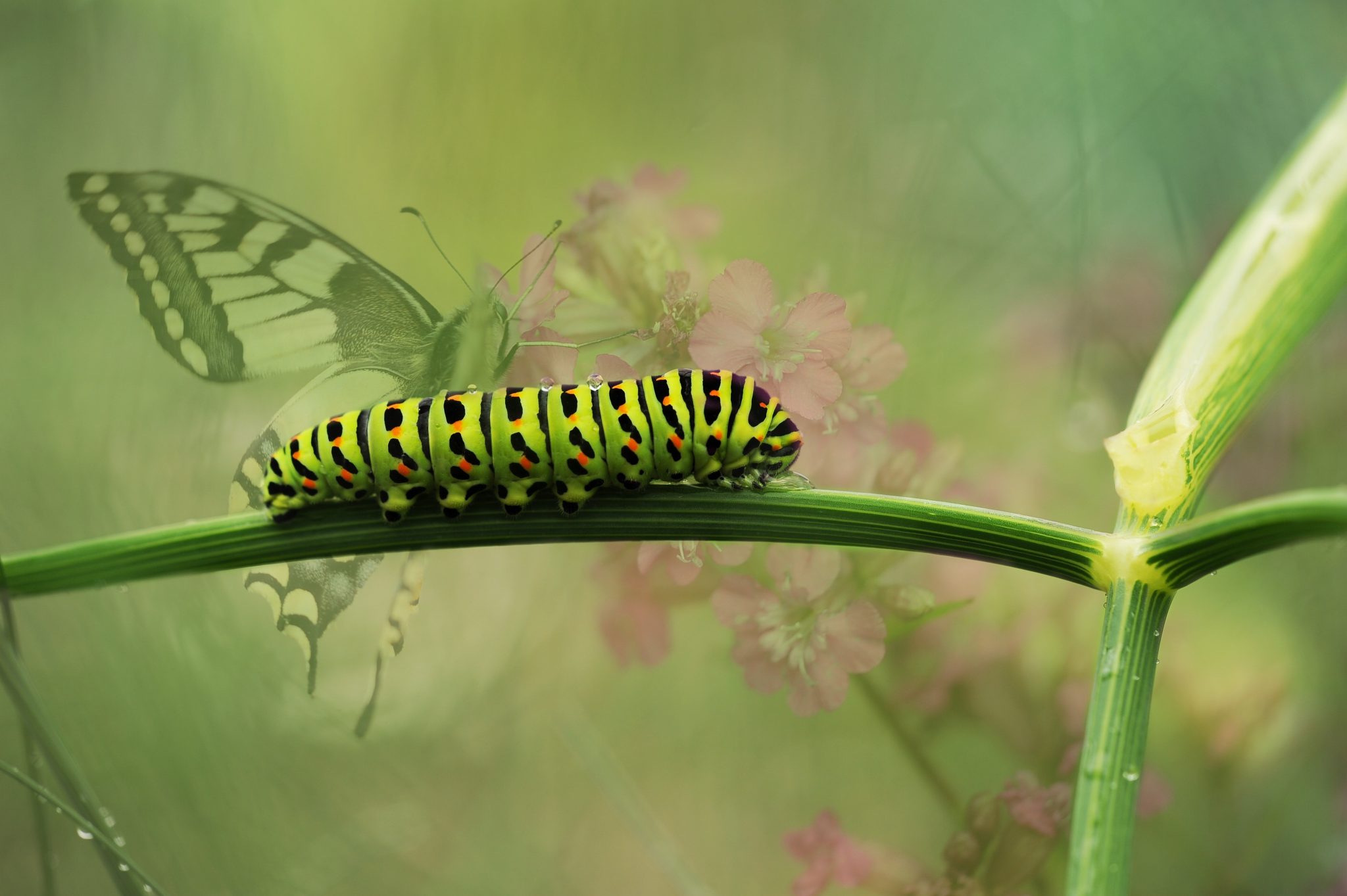 Learn how to control destructive insects in your garden.