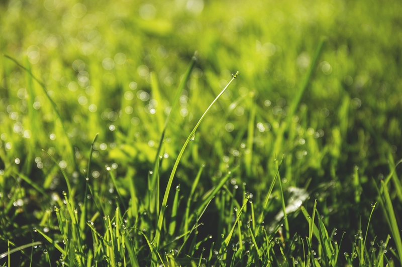 Learn how to control crabgrass in your lawn this summer.