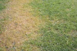 Learn how to deal with grass fungus on your lawn.