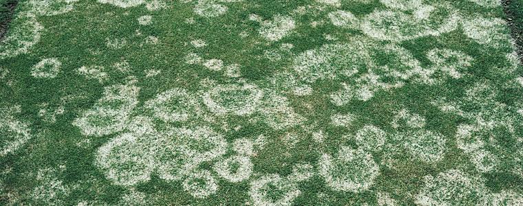 Beware of Snow Mold in Maryland