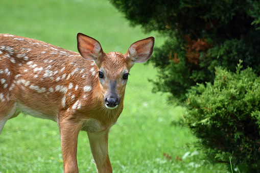  Learn how to protect your garden from animals and pests.