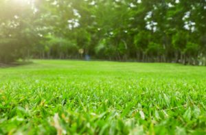 Benefits of Aeration and Overseeding