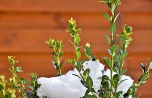 How to Maintain Your Evergreen Shrubs