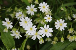 What Is Chickweed?