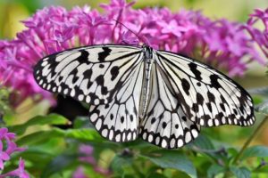 Benefits of a Butterfly Garden
