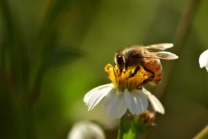 How Do Bees Pollinate?