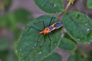 Beneficial Insects for Your Lawn