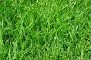 Crabgrass Prevention and Removal