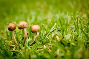 Lawn Fungus and Its Remedy