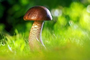 Mushrooms in Your Yard? Here’s Why