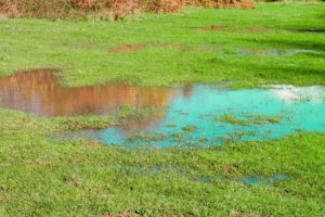 Signs of Poor Yard Drainage