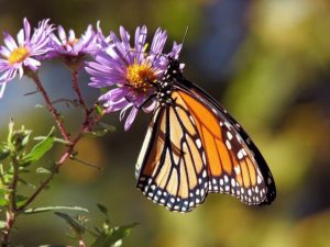 How to Plant a Butterfly Garden