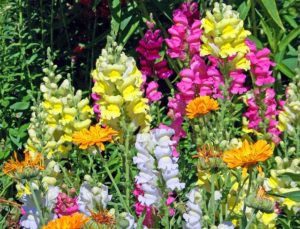 5 Annuals to Plant in Fall