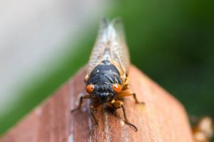 Do Cicadas Harm Your Plants?