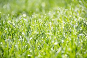 How to Water a Lawn with Clay Soil
