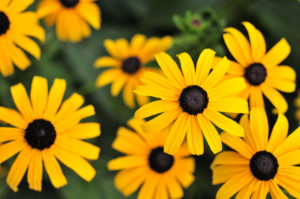 close up photo of yellow flowers
