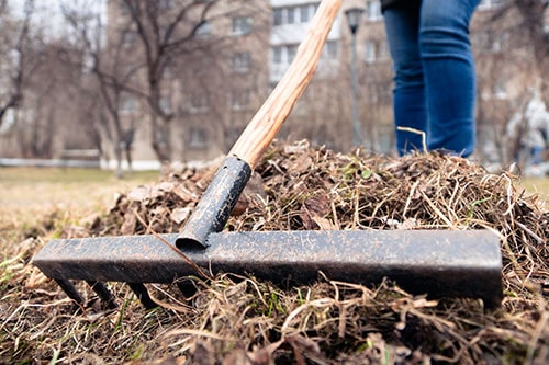 Landscaper Removes Old Grass with a Rake