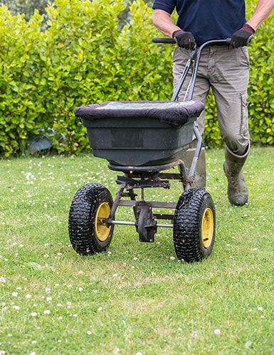 Lawn Seeding