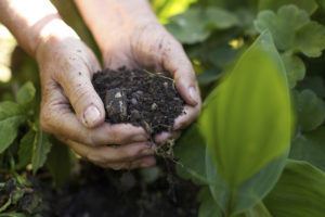 Old woman with handful of soil in garden