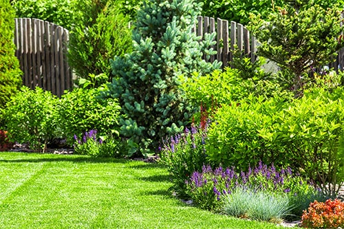 Lush, Green Grass in Residential Backyard