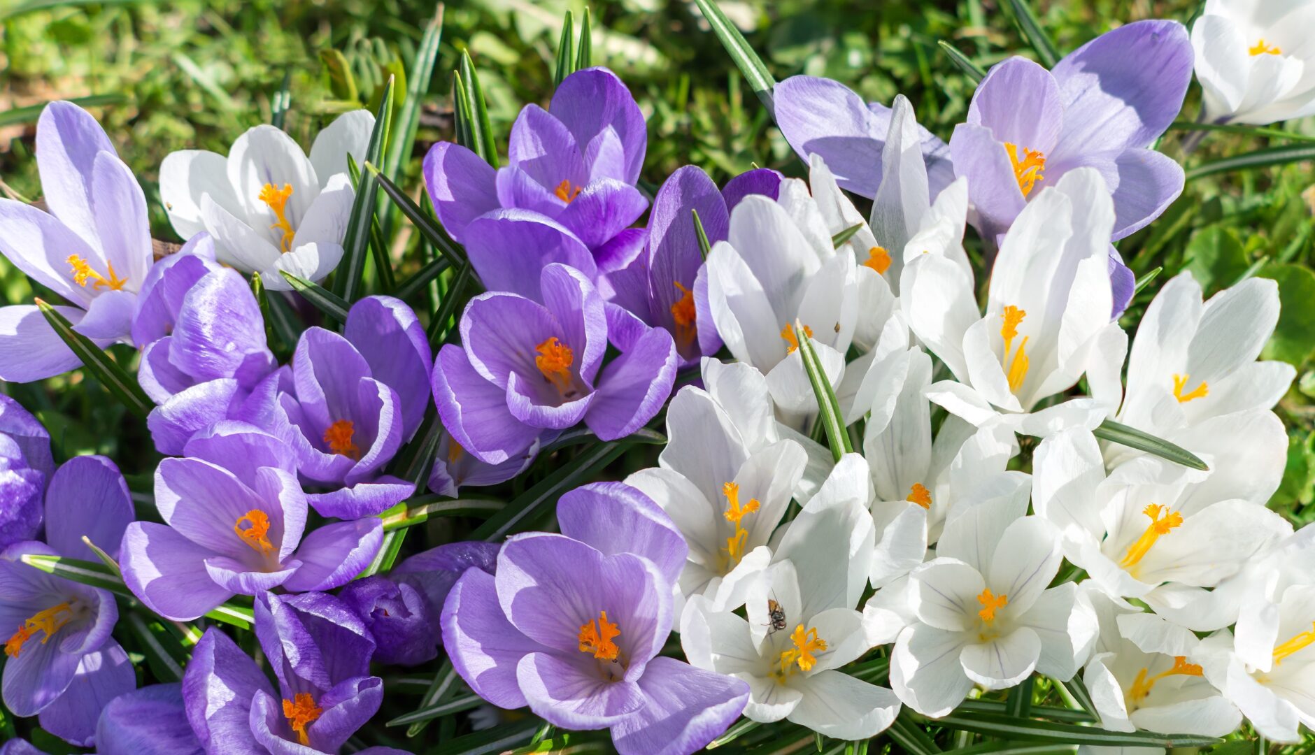 Revive Your Lawn Just in Time for Spring - Edward's Lawn & Landscaping