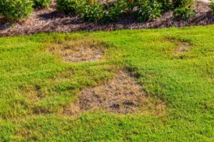 edward's lawn & landscaping property lawn disease