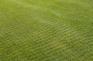 edward's lawn & landscaping aeration and overseeding