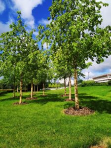 edward's lawn & landscaping avoid these mulching mistakes on your commercial property