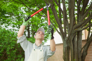 edward's lawn & landscaping tree pruning