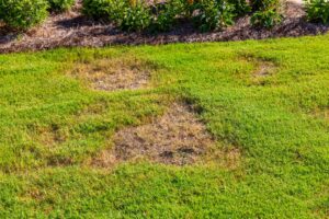 edward's lawn & landscaping care for your lawn during wintertime