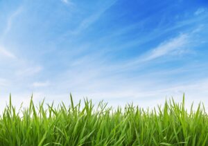 edward's lawn & landscaping how temperature impacts grass growth