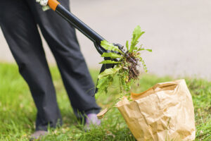 Edward's Lawn Broadleaf Weed Control in Ellicott City, MD