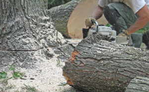 Edward's Lawn Summer Tree Removal, Pruning, and Trimming Services in Glenwood, MD