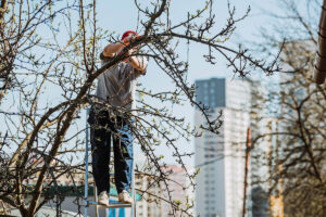Edward's Lawn & Landscaping Professional Winter Tree Trimming in Clarksville, MD