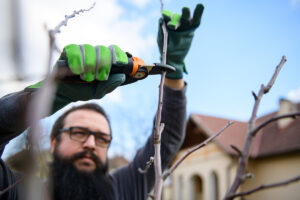 Edward's Lawn & Landscaping Winter Tree Trimming in Glenwood, MD