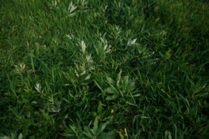 Edward's Lawn & Landscaping Weed Control Services in Catonsville, MD