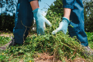 Edward's Lawn & Landscaping Weed Control Services in Columbia, MD