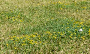 Edward's Lawn & Landscaping Weed Control Services in Davidsonville, MD