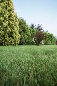 Edward's Lawn & Landscaping Weed Control Services in Marriottsville, MD