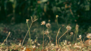 Edward's Lawn Weed Control Services in Brookeville, MD