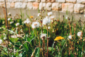 Edward's Lawn Weed Control Services in Cooksville, MD