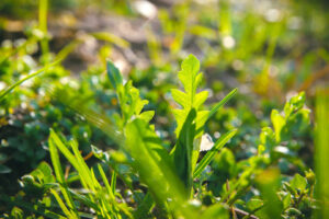 Edward's Lawn Weed Control Services in Sykesville, MD