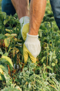 Edward's lawn & Landscaping Weed Control Services in Highland, MD