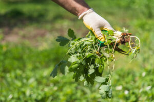 Edward's Lawn & Landscaping Weed Control Services in Annapolis, MD