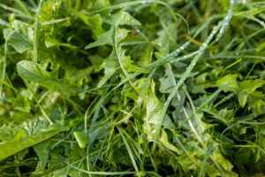 Edward's Lawn & Landscaping Weed Control Services in Cockeysville, MD