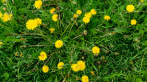 Edward's Lawn & Landscaping Weed Control Services in Crownsville, MD